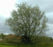 Image of White Willow