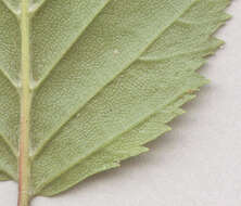 Image of European hornbeam