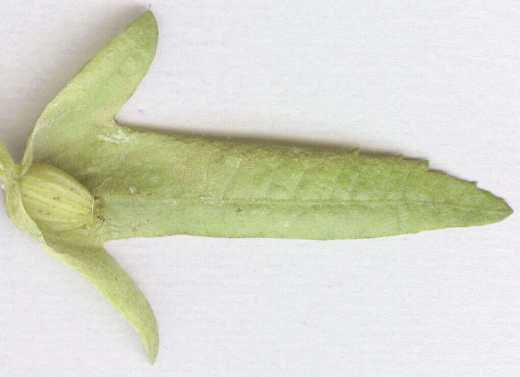 Image of European hornbeam