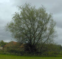 Image of White Willow