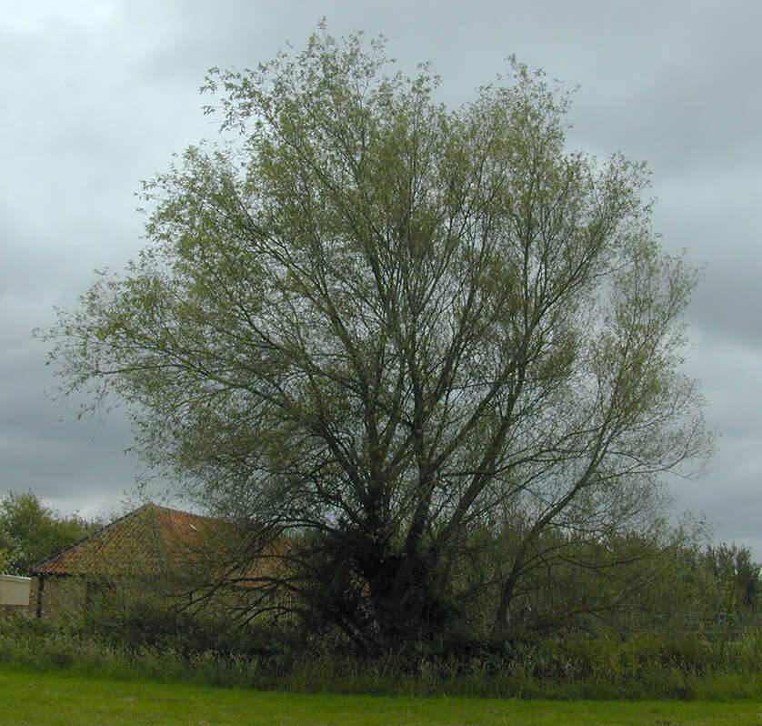 Image of White Willow