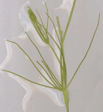 Image of Fragile Stonewort