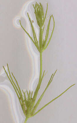 Image of Fragile Stonewort