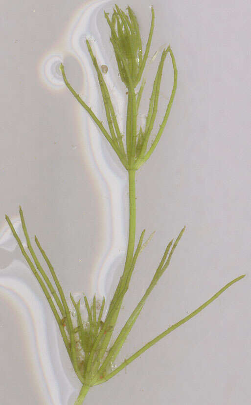 Image of Fragile Stonewort