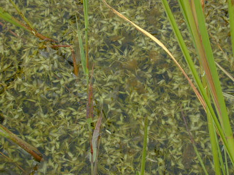 Image of Duckweed