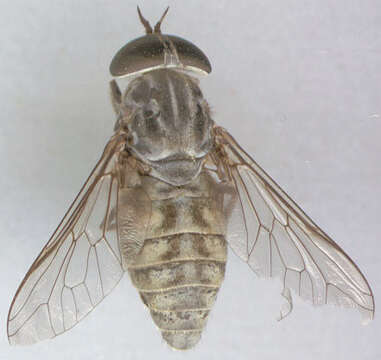 Image of Tabanus bromius Linnaeus 1758