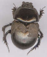 Image of Dor beetle