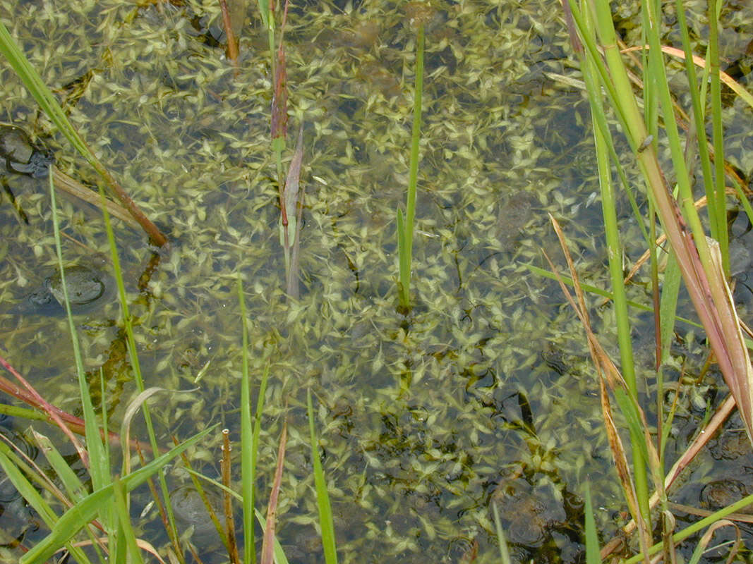 Image of Duckweed