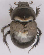 Image of Dor beetle