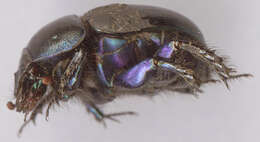 Image of Dor beetle