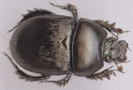 Слика од Geotrupes stercorarius (Linnaeus 1758)