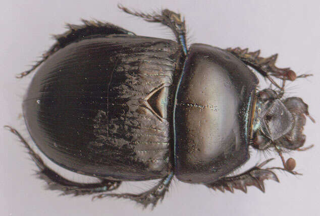 Image of Dor beetle