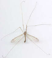 Tipula (Lunatipula) helvola Loew 1873的圖片