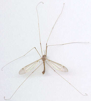 Tipula (Lunatipula) helvola Loew 1873的圖片