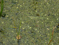 Image of Duckweed