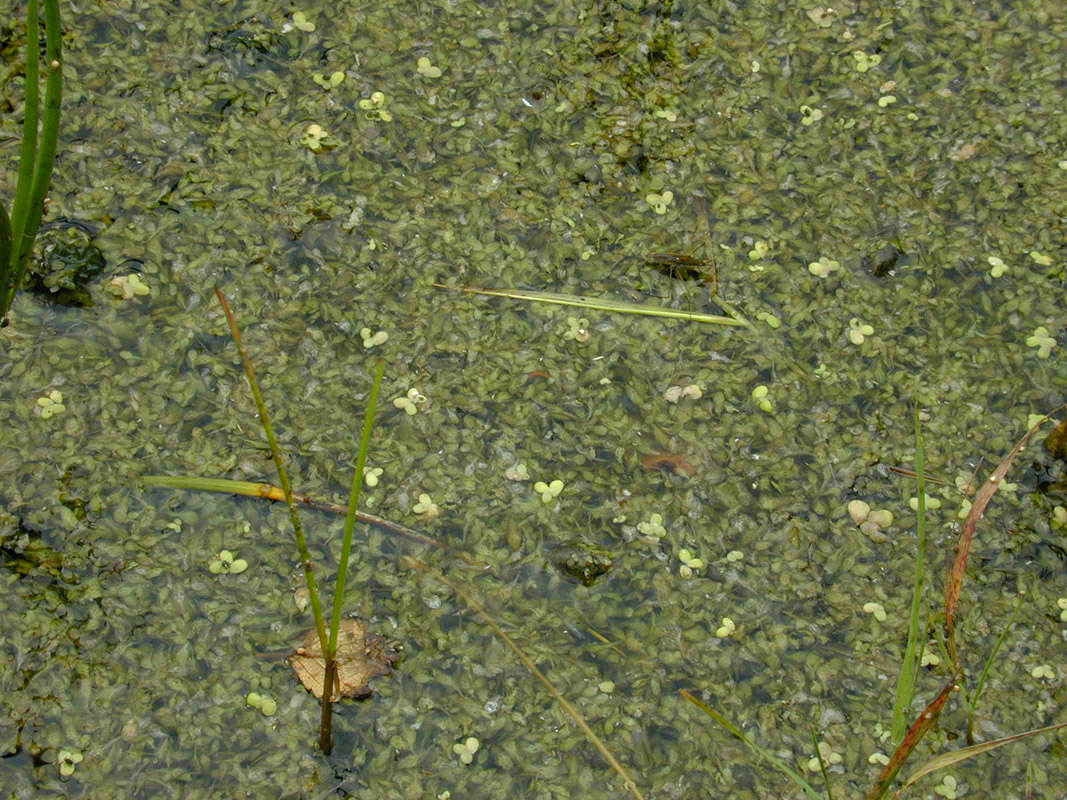 Image of Duckweed