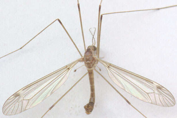 Tipula (Lunatipula) helvola Loew 1873的圖片