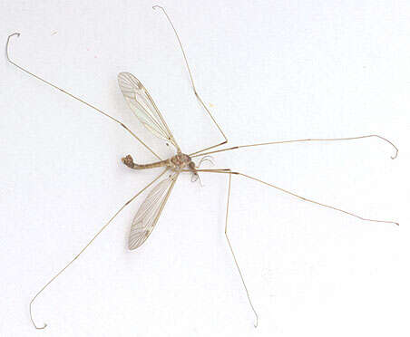 Tipula (Lunatipula) helvola Loew 1873的圖片