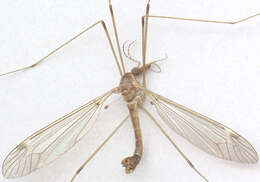 Tipula (Lunatipula) helvola Loew 1873的圖片