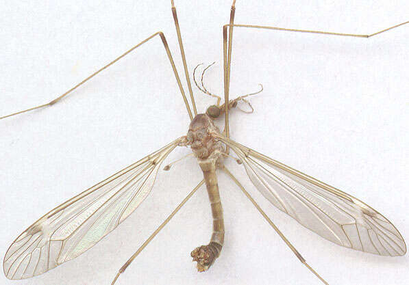 Tipula (Lunatipula) helvola Loew 1873的圖片