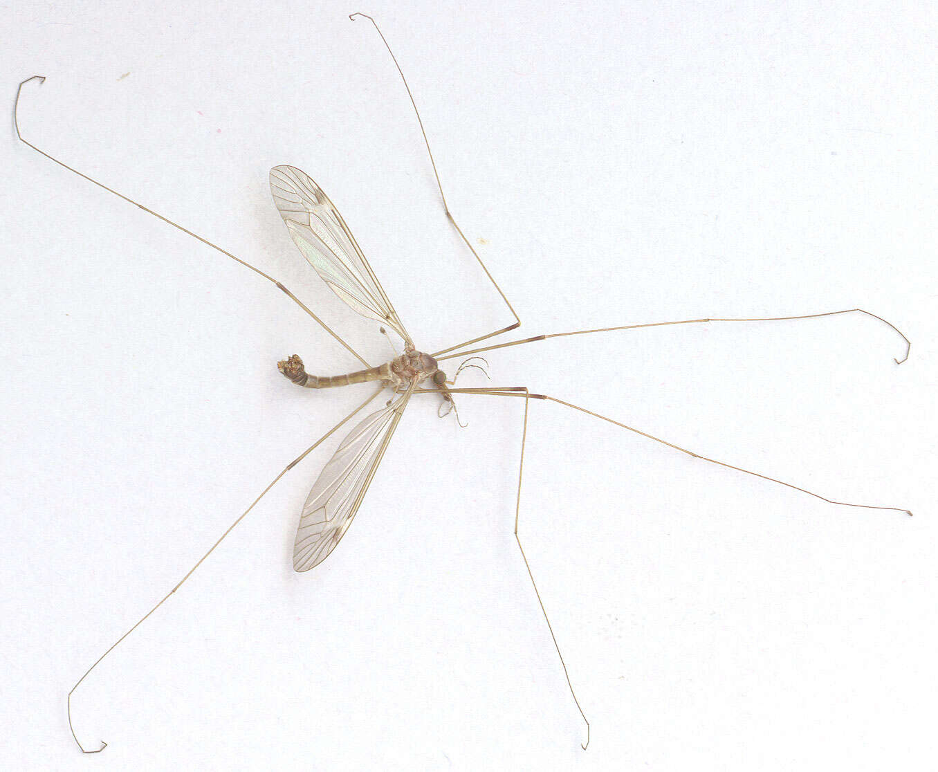 Tipula (Lunatipula) helvola Loew 1873的圖片