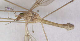 Tipula (Lunatipula) helvola Loew 1873的圖片