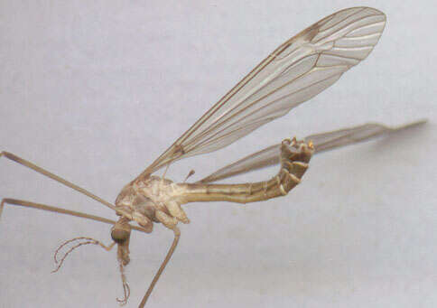 Tipula (Lunatipula) helvola Loew 1873的圖片