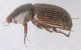 Image of Bodilopsis rufa