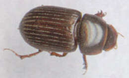 Image of Bodilopsis rufa