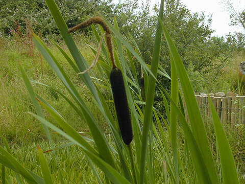 Image of broadleaf cattail