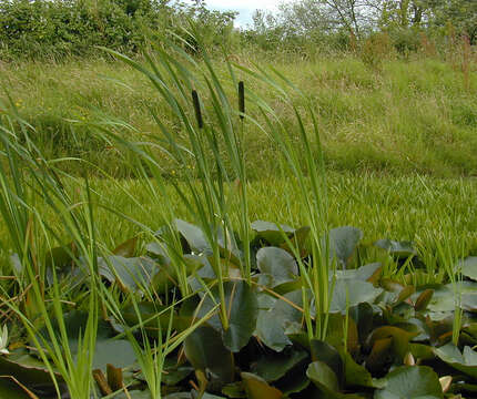 Image of broadleaf cattail