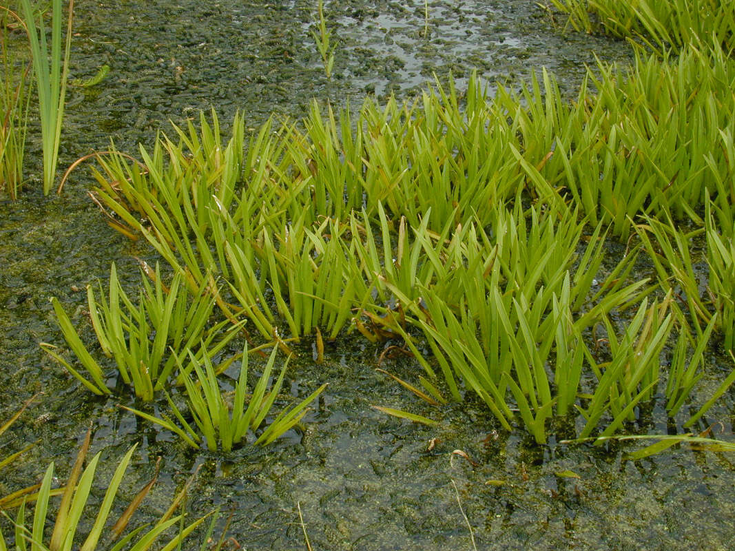 Image of water soldiers