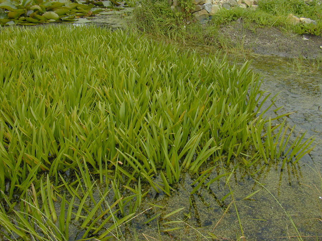 Image of water soldiers