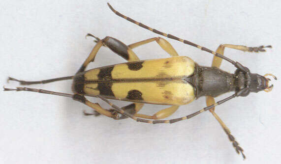 Image of Rutpela maculata ab mediopuncta