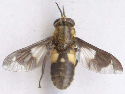 Imagem de Chrysops caecutiens (Linnaeus 1758)