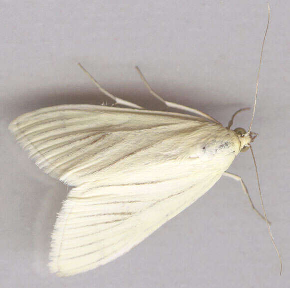 Image of Moth