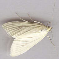 Image of Moth