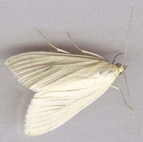 Image of Moth