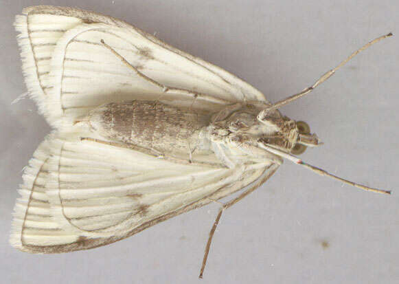 Image of Moth