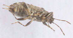 Image of Nettle Ground Bug