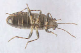 Image of Nettle Ground Bug