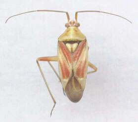 Image of Calocoris roseomaculatus (De Geer 1773)