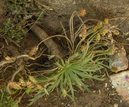 Image of buckhorn plantain