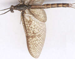 Image of Common Mayfly