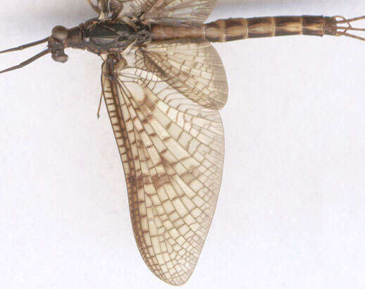 Image of Common Mayfly