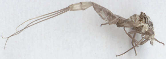 Image of Common Mayfly