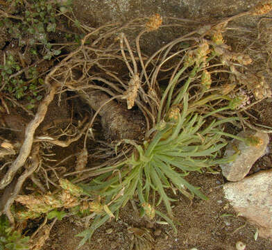 Image of buckhorn plantain