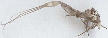 Image of Common Mayfly