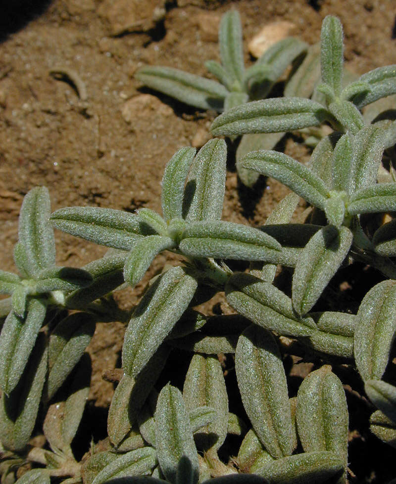 Image of White Rock-rose