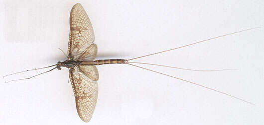 Image of Common Mayfly